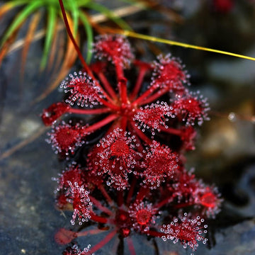 Red Sundew Flower seeds for Planting Shade Tolerant Heirloom & GMO Free Seeds for Home Garden