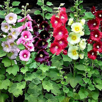 Hollyhock Mix Seeds for Planting  Vibrant Flower Garden Blooms