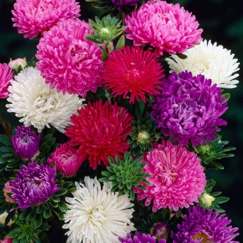 Aster Princess Mix Annual Seeds – Colorful Daisy-Like Flowers for Garden Planting