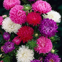 Aster Princess Mix Annual Seeds – Colorful Daisy-Like Flowers for Garden Planting