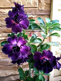 Blue Adenium Bonsai Flower seeds for Planting - Drought Tolerant, Heirloom & GMO Free Seeds for Home Garden