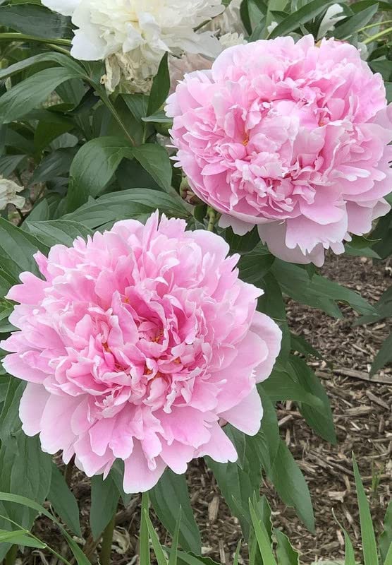 Lush peony blossoms adding color to a garden border.