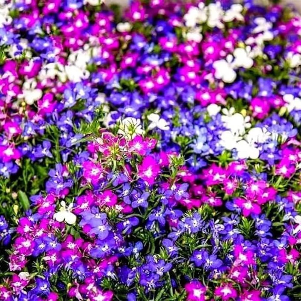 Trailing Lobelia Cascade Mix with colorful flowers in a hanging basket.