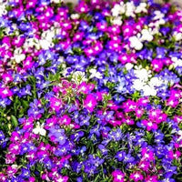 Trailing Lobelia Cascade Mix with colorful flowers in a hanging basket.