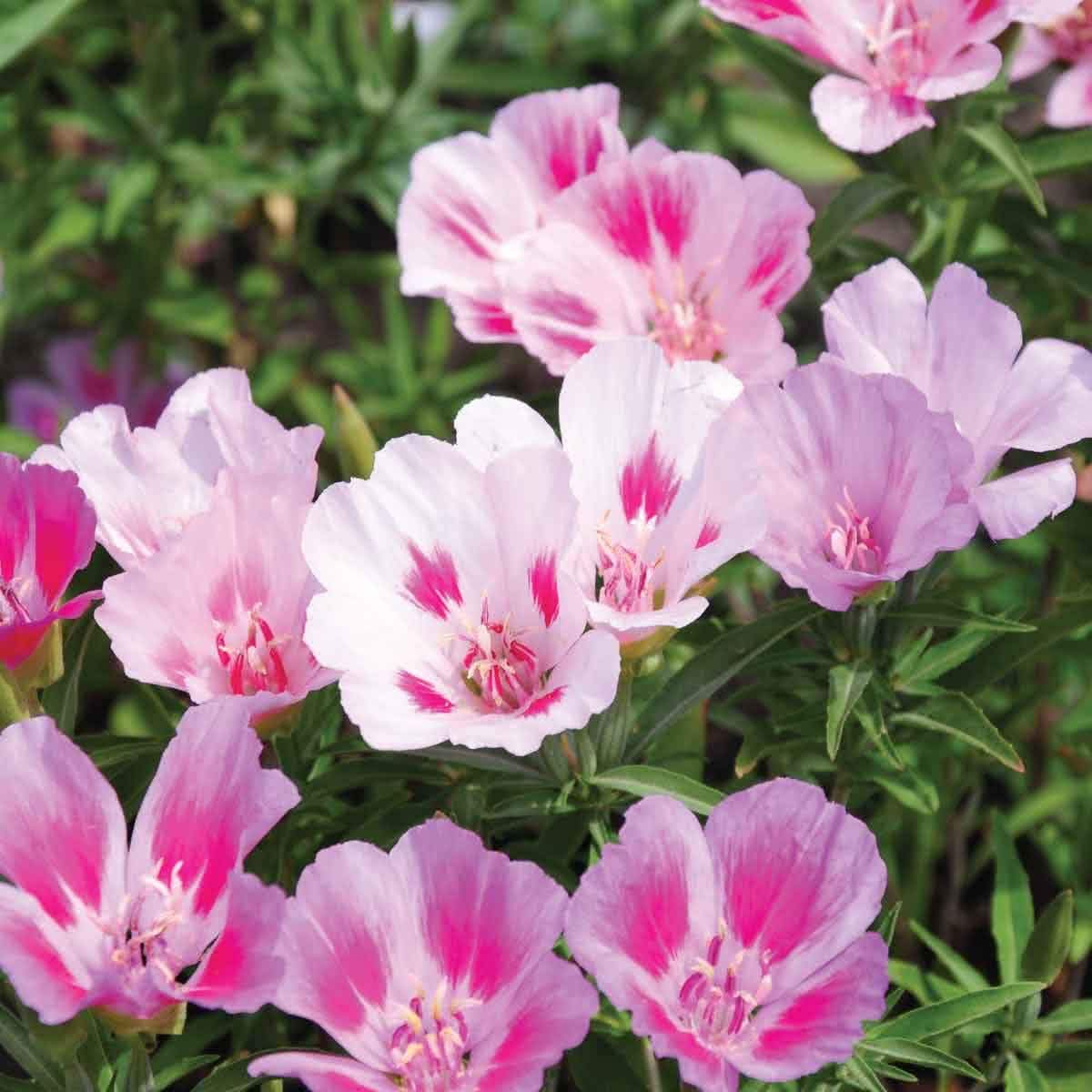 Clarkia Clarkia spp Flower Seeds for Planting in Flower Bed and Garden