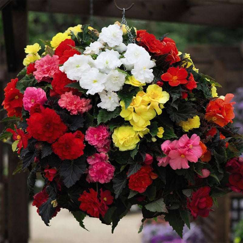 Mixed Begonia Flower seeds for Planting - Drought Tolerant, Heirloom & GMO Free Seeds for Home Garden