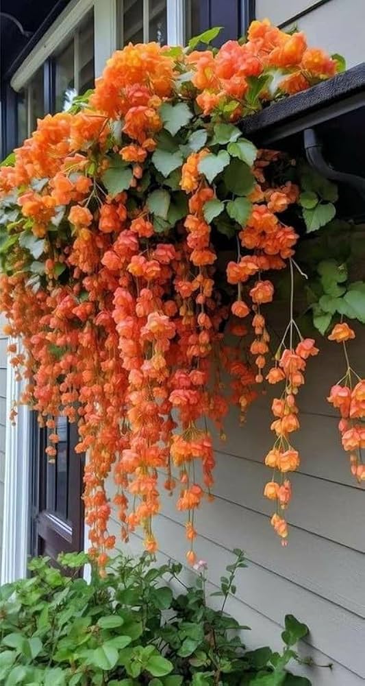 Weeping Begonia flower seeds for planting in home gardens
