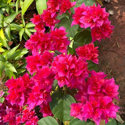 100 Pcs