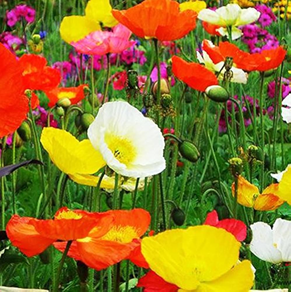 Mixed Papaver flowers blooming in a colorful garden bed.
