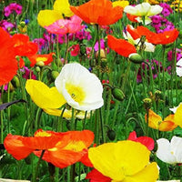 Mixed Papaver flowers blooming in a colorful garden bed.