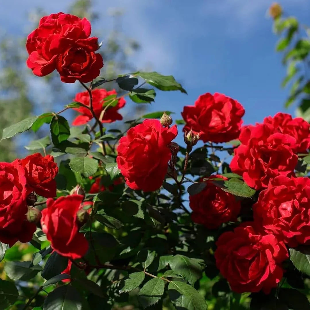 Red Climbing Flower Seeds for Planting - Vibrant Blooms for Your Garden