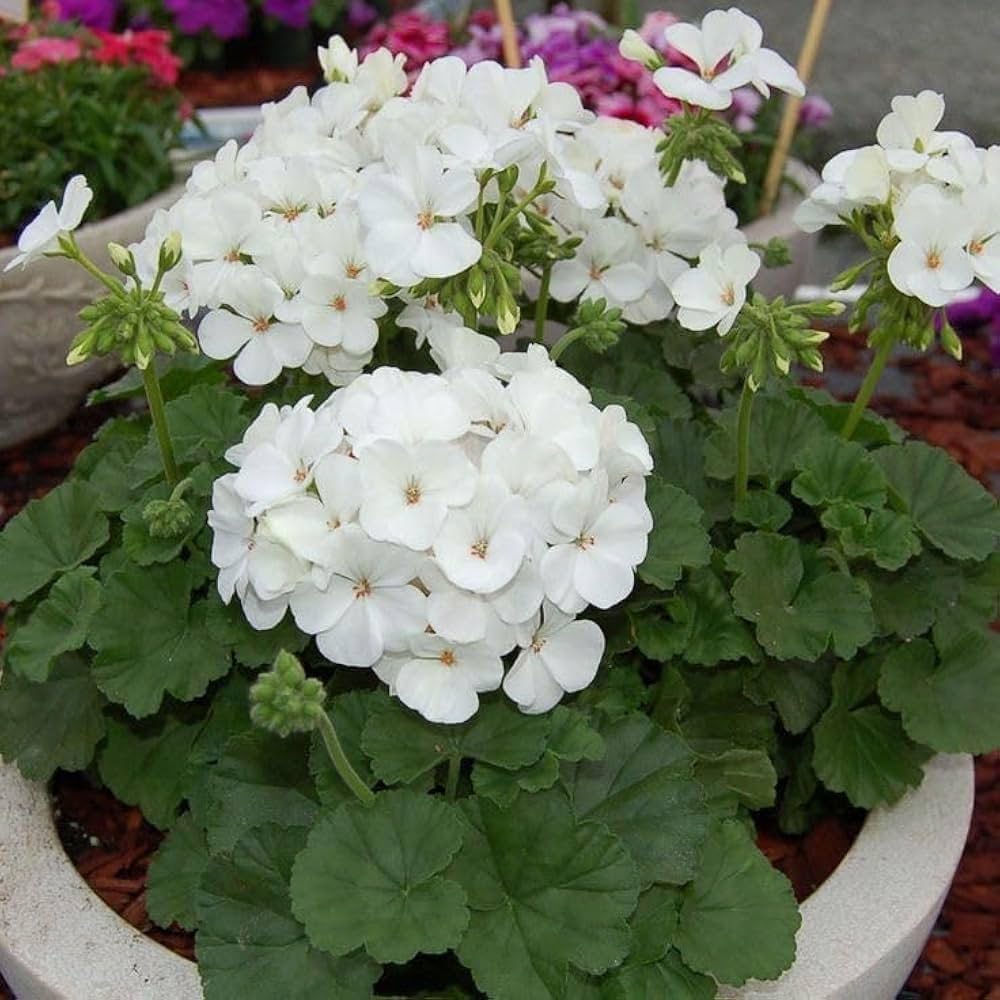 White Geranium Flower Seeds for Planting | Easy-to-Grow Annual Flower Seeds
