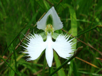 Dove Orchid Flower seeds for Planting Wildflower Mix Heirloom & GMO Free Seeds for Home Garden