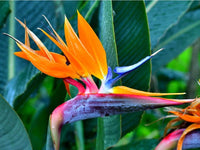 Bird of Paradise Flower Seeds - Exotic Garden Plant for Spring and Summer Planting