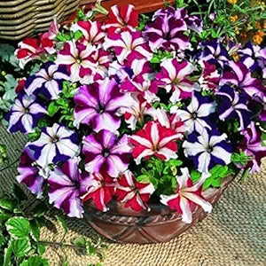 100 Pcs