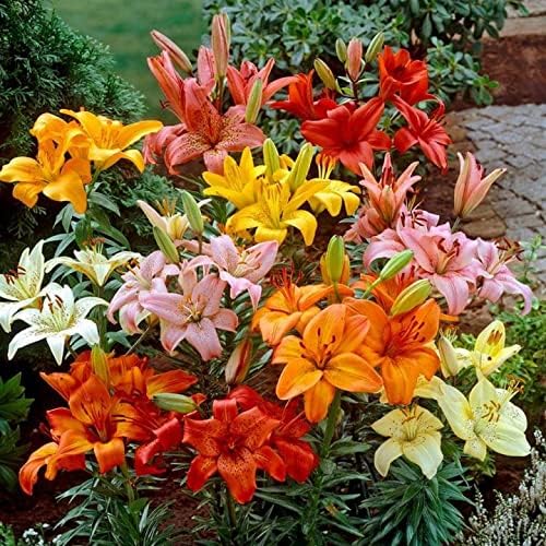 Lily bulbs planted in an attractive garden border

