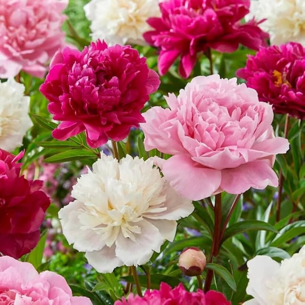 Mixed Peony plants growing in suitable garden containers
