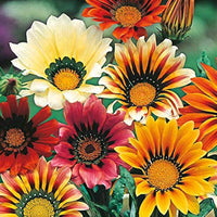 Gazania Mini Star Mix Seeds for Planting flower bed