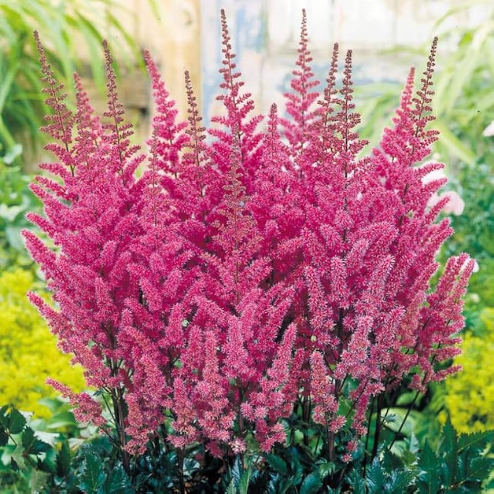 Pink Astilbe Flower Planting Seeds for Lush Garden Blooms