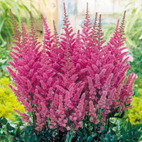 Pink Astilbe Flower Planting Seeds for Lush Garden Blooms
