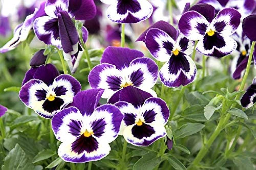 Pansy Rose Flower seeds for Planting - Sun Loving, Heirloom & GMO Free Seeds for Home Garden
