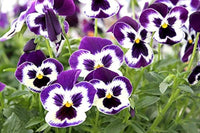 Pansy Rose Flower seeds for Planting - Sun Loving, Heirloom & GMO Free Seeds for Home Garden