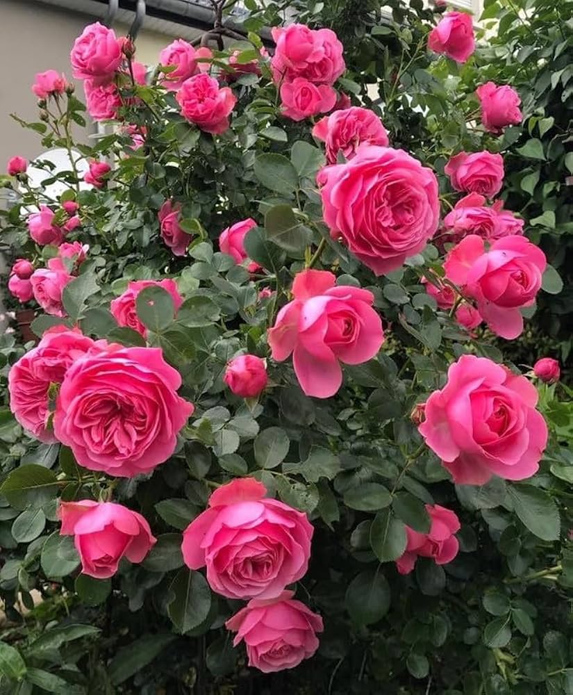 Deep Pink Rose Flower seeds for Planting - Shade Tolerant, Heirloom & GMO Free Seeds for Home Garden