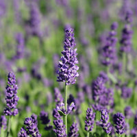 Lavender Lavandula angustifolia Flower Seeds for Planting in Flower Bed