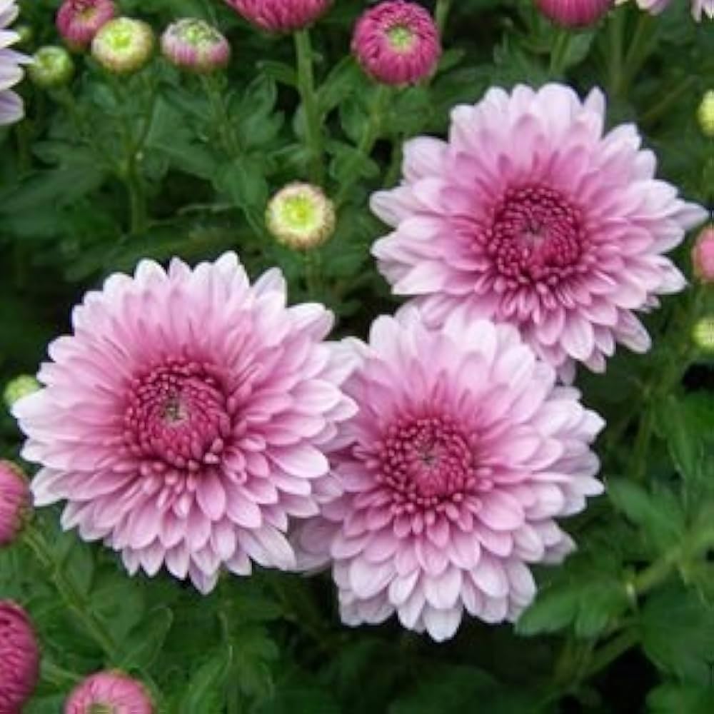 White Pink Chrysanthemum Flower seeds for Planting - Bright Blooms, Heirloom & GMO Free Seeds for Home Garden