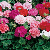 Burgundy Univalve Geranium Flower seeds for Planting Compact Growth Heirloom & GMO Free Seeds for Home Garden