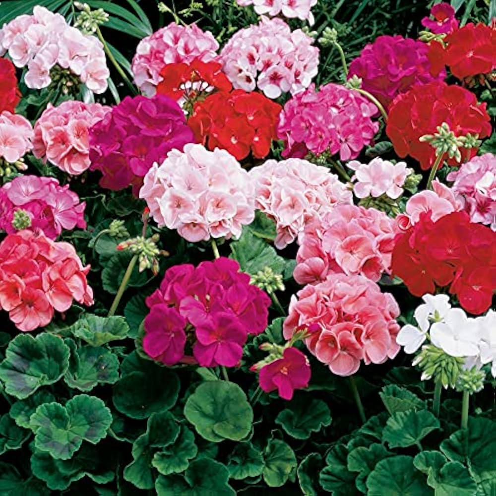 Geranium Flower seeds for Planting - Low Maintenance, Heirloom & GMO Free Seeds for Home Garden