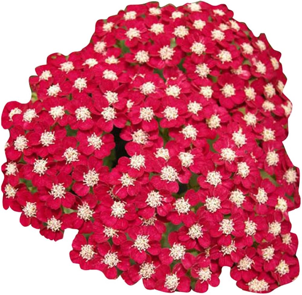 Red Achillea Flower seeds for Planting - Colorful Display, Heirloom & GMO Free Seeds for Home Garden
 
 Sale seeds for planting in home garden