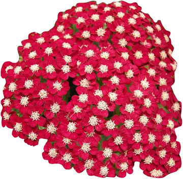 Red Achillea Flower seeds for Planting - Colorful Display, Heirloom & GMO Free Seeds for Home Garden
 
 Sale seeds for planting in home garden