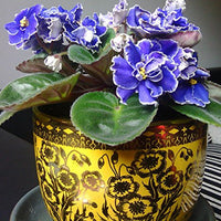 Violet Matthiola Incana Flower seeds for Planting - Shade Tolerant, Heirloom & GMO Free Seeds for Home Garden
 
 Sale seeds for home garden