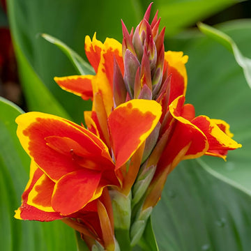 Heirloom non-GMO Canna Lily flower seeds for borders, containers, and garden beds.