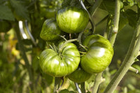 Tomate Cebra Seeds for Home Gardening