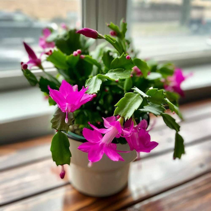 Rosy Schlumbergera Flower Seed Flower seeds for Planting Long Bloom Season Heirloom & GMO Free Seeds for Home Garden