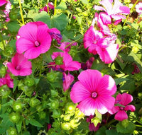 Pink Trimestris Flower seeds for Planting Wildflower Mix Heirloom & GMO Free Seeds for Home Garden
 
 Sale