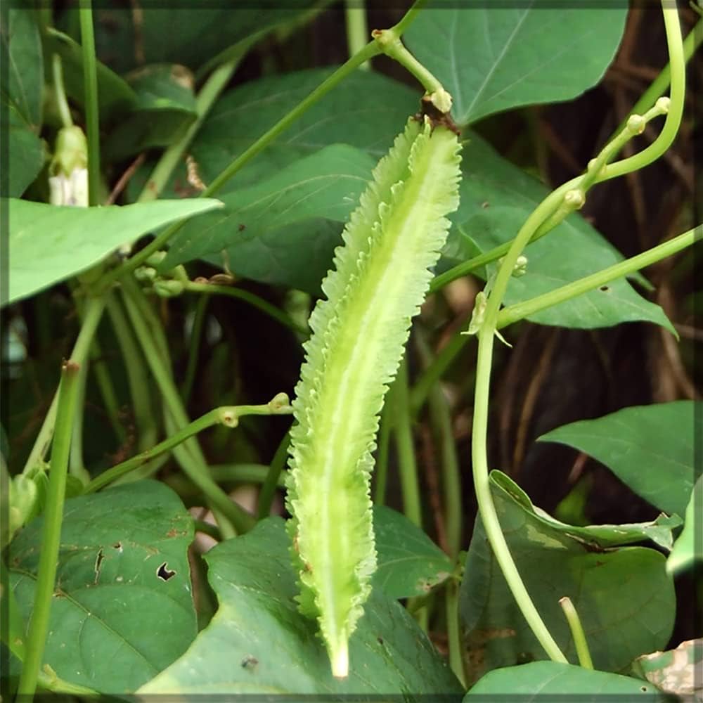 Winged Bean Seeds Heirloom Climbing Vegetable for Home Garden Planting