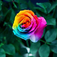 Mixed Holland Rose Flower Seeds for Planting Garden Favorite Heirloom & GMO Free Seeds for Home Garden
 
 Sale