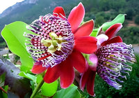 Passiflora Alata Flower seeds for Planting - Sun Loving, Heirloom & GMO Free Seeds for Home Garden