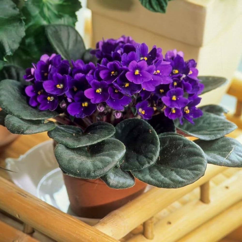 Violet Pink African or Saintpaulia ionantha Flower seeds for Planting Long Bloom Season Heirloom & GMO Free Seeds for Home Garden
 
 Sale
