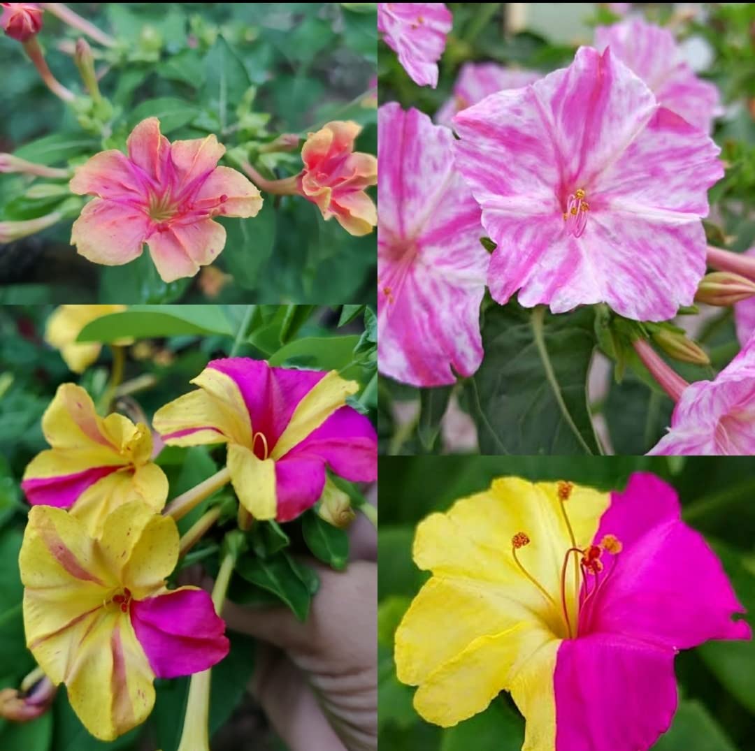 Mixed Mirabilis Jalapa Flower Seeds for Planting  Fragrant Annual Blooms for Your Garden.