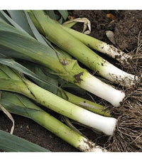 Musselburgh leek vegetable plants growing in a garden


