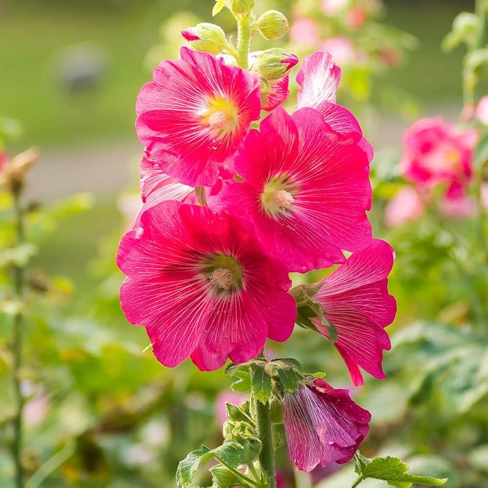 Hollyhock Seeds for Planting Alcea rosea for backyard gardens and flower fences