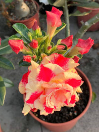 Desert Rose Bulbs Mix – Beautiful Flowering Garden Plants for Planting