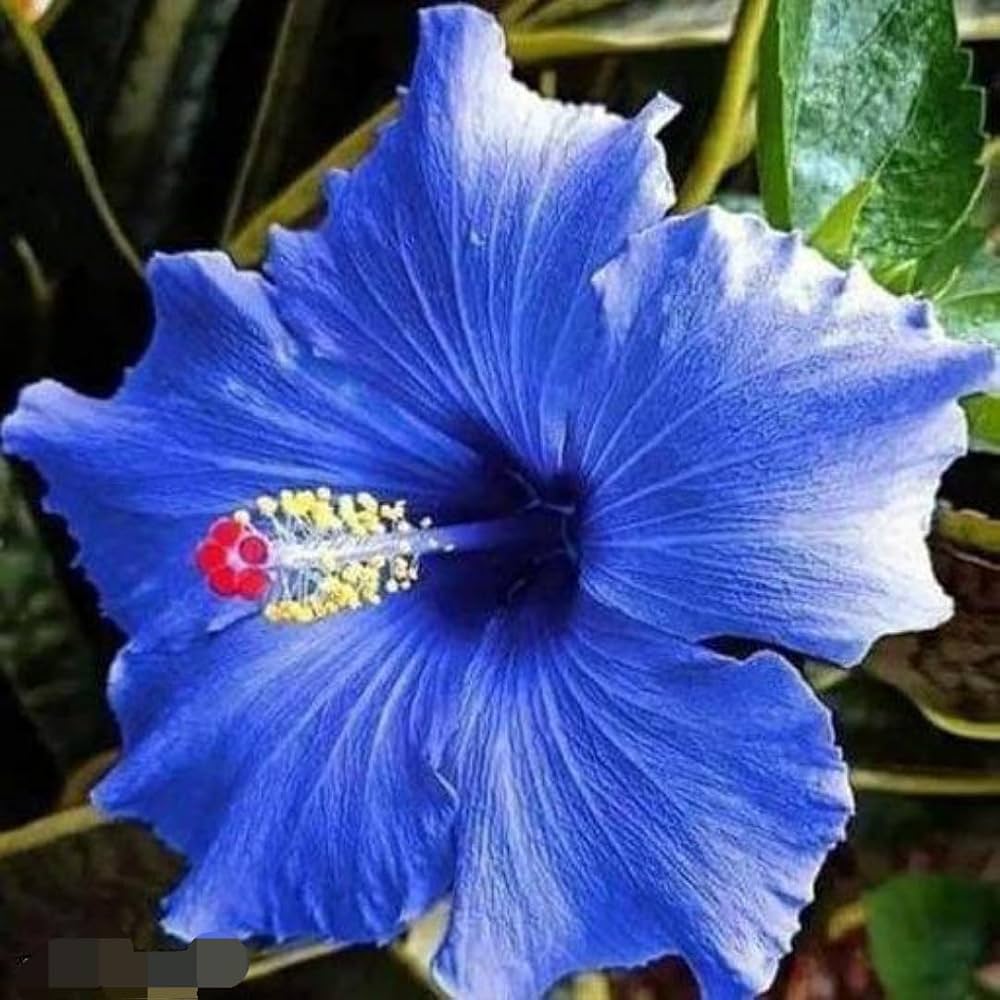 Dark Blue Hibiscus Flower Seeds for Planting Perfect for Borders Heirloom & GMO Free Seeds for Home Garden
 
 Sale