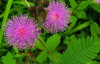 Purple Mimosa Flower seeds for Planting - Easy to Grow, Heirloom & GMO Free Seeds for Home Garden