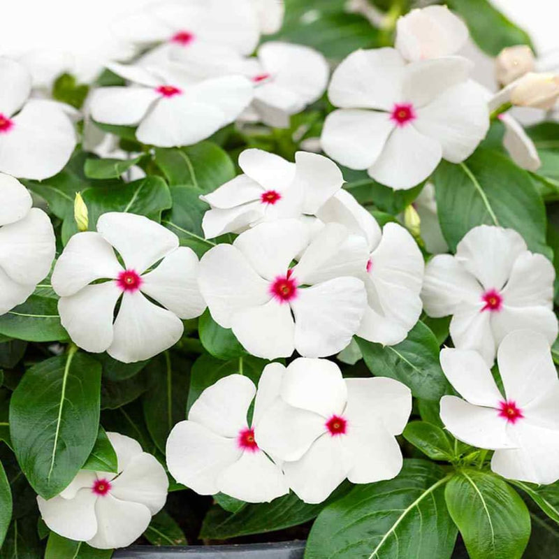 Vinca White Polka Dot Flower Seeds for Planting Unique Annuals for Your Garden
