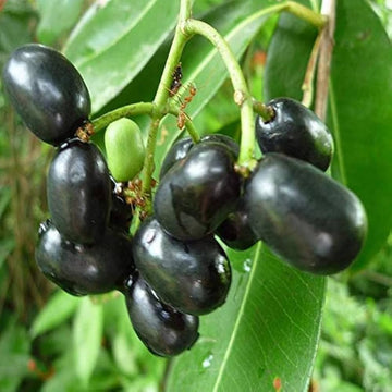 Black Jamun tree with glossy green leaves and dark purple fruits.
